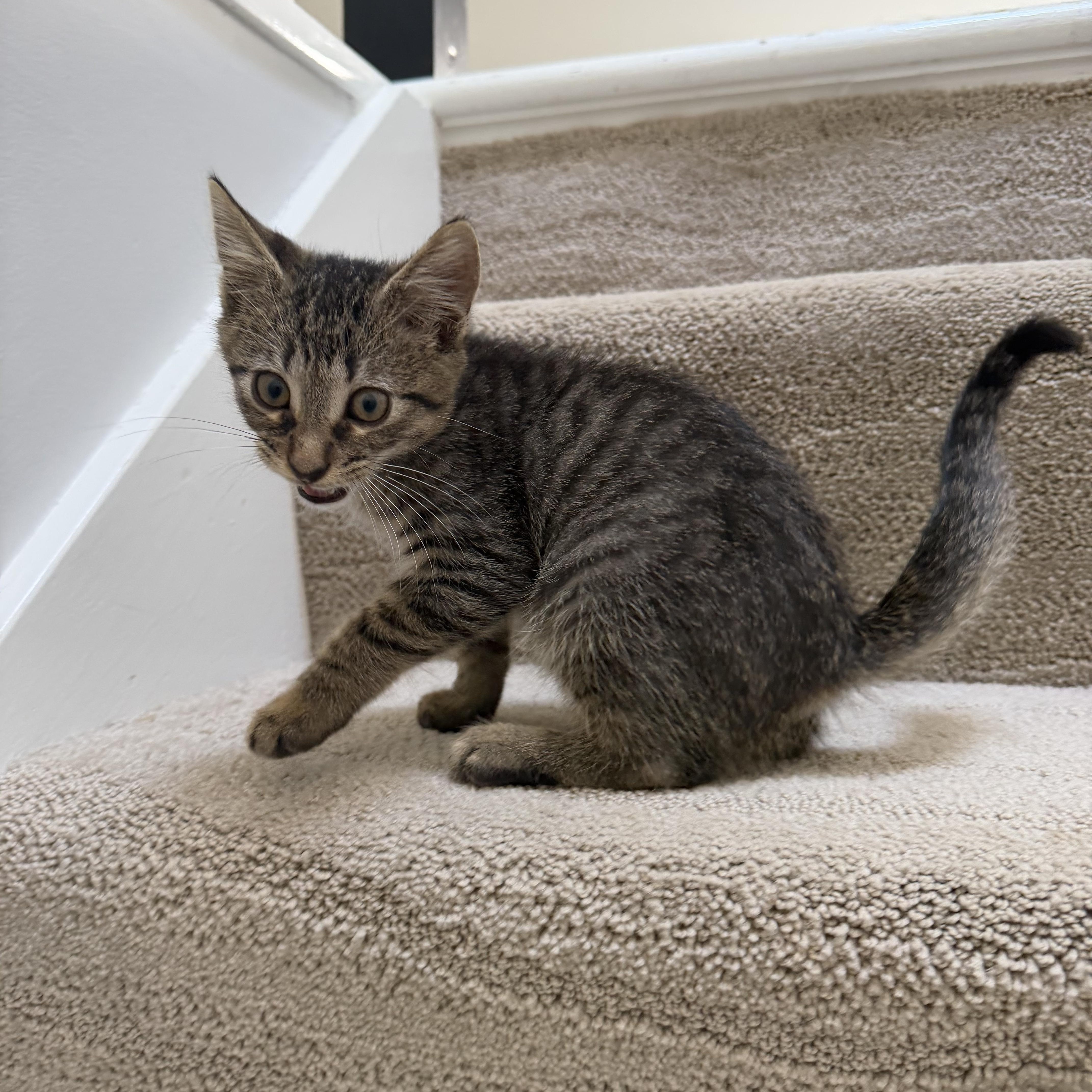 A baby medium-sized male American Shorthair cat named Buckeye for adoption in Hilton Head Island, SC