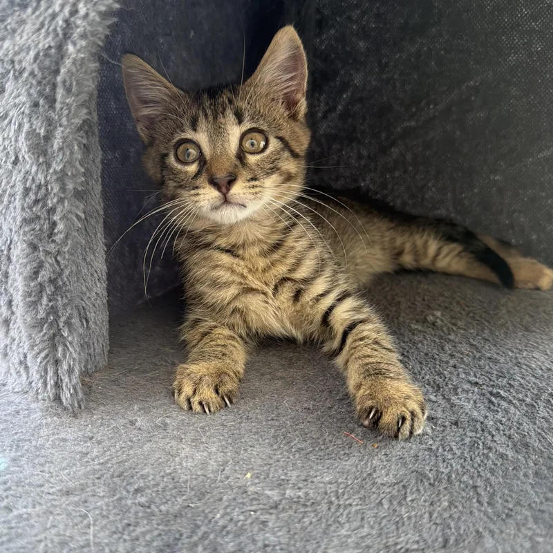 Buckeye thumbnail 2