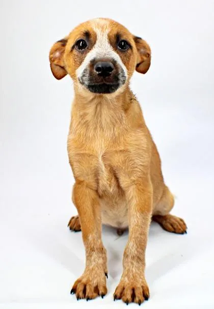 A baby medium-sized male Cattle Dog dog named Strange for adoption in Morton Grove, IL