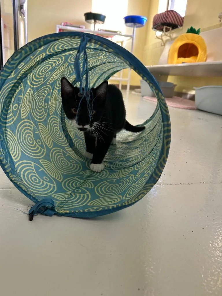 A baby small-sized male Domestic Short Hair cat named Simon for adoption in Blountville, TN