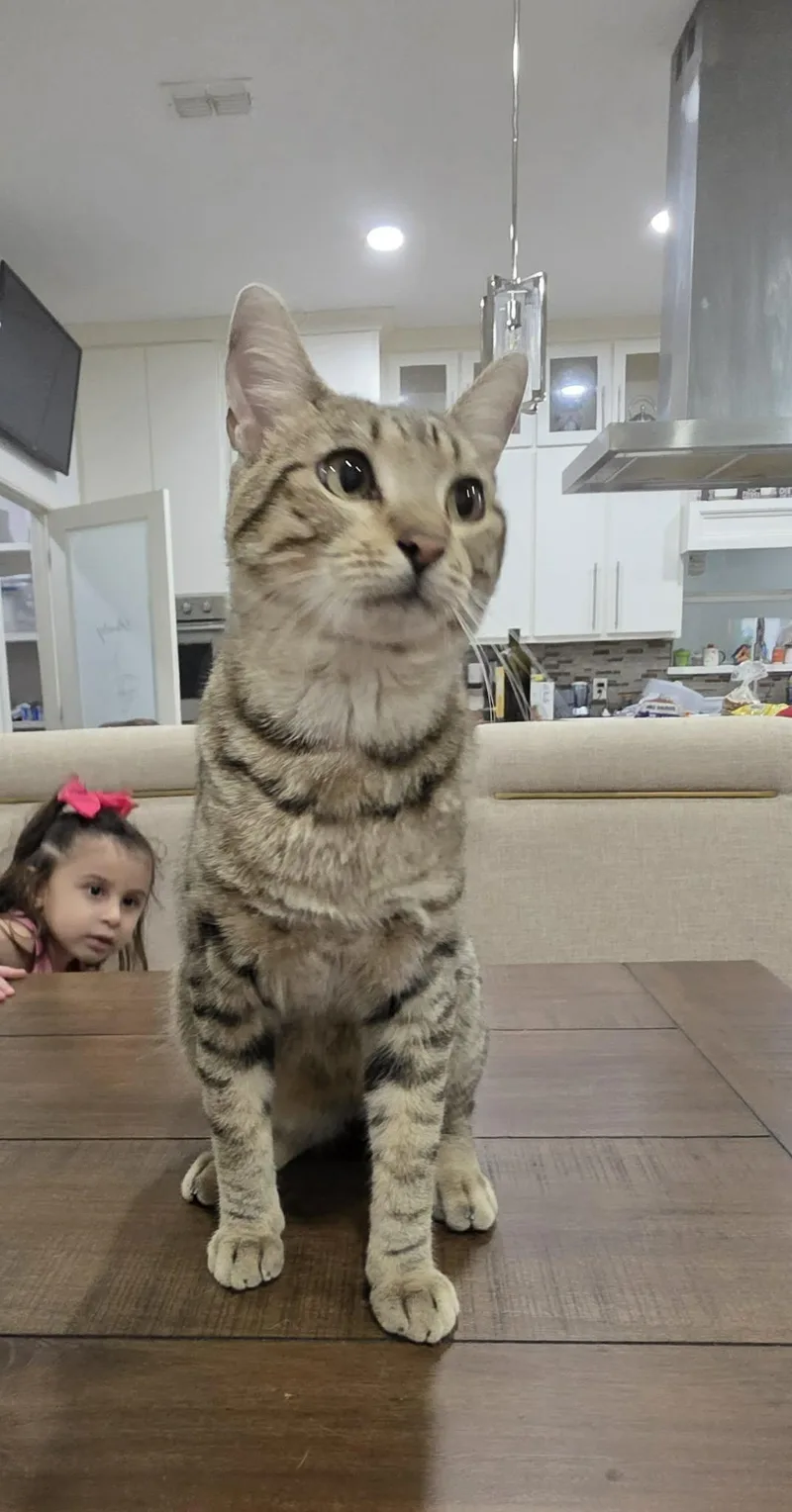 A young large-sized male Tabby (Tiger Striped) Domestic Short Hair cat named Yoshi for adoption in Gregory, TX