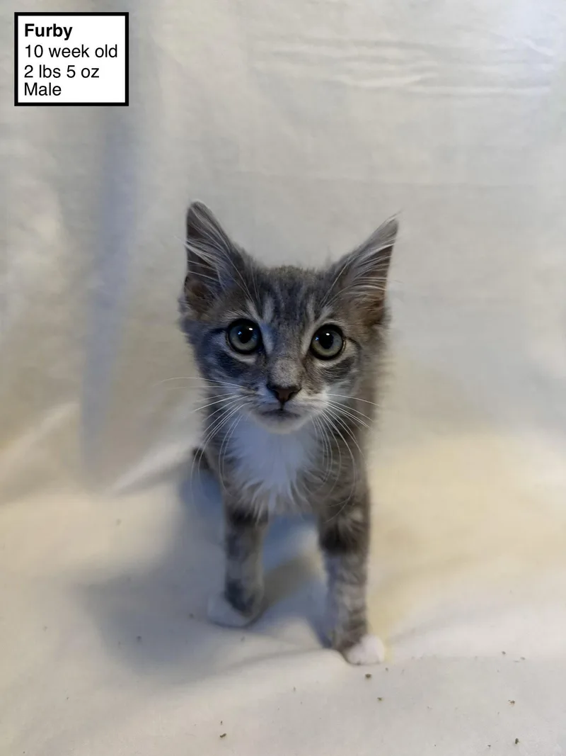 A baby small-sized male Domestic Medium Hair cat named Furby for adoption in Walnut Creek, CA