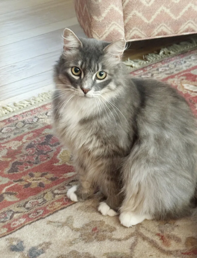 A young medium-sized male Tabby cat named Tucker for adoption in Alameda, CA