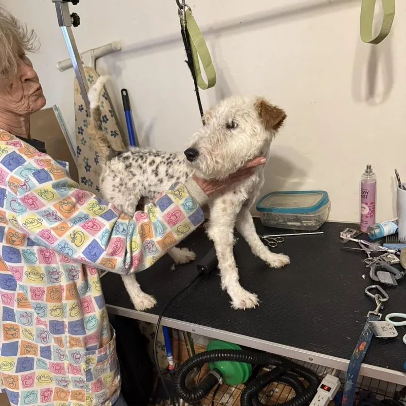 An adult small-sized male White / Cream Wire Fox Terrier dog named Davis for adoption in Alexandria, VA