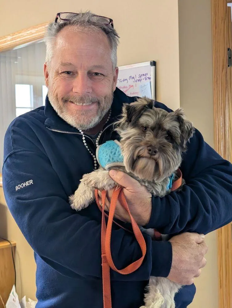 A young small-sized female Schnauzer dog named Gracie for adoption in Anoka, MN