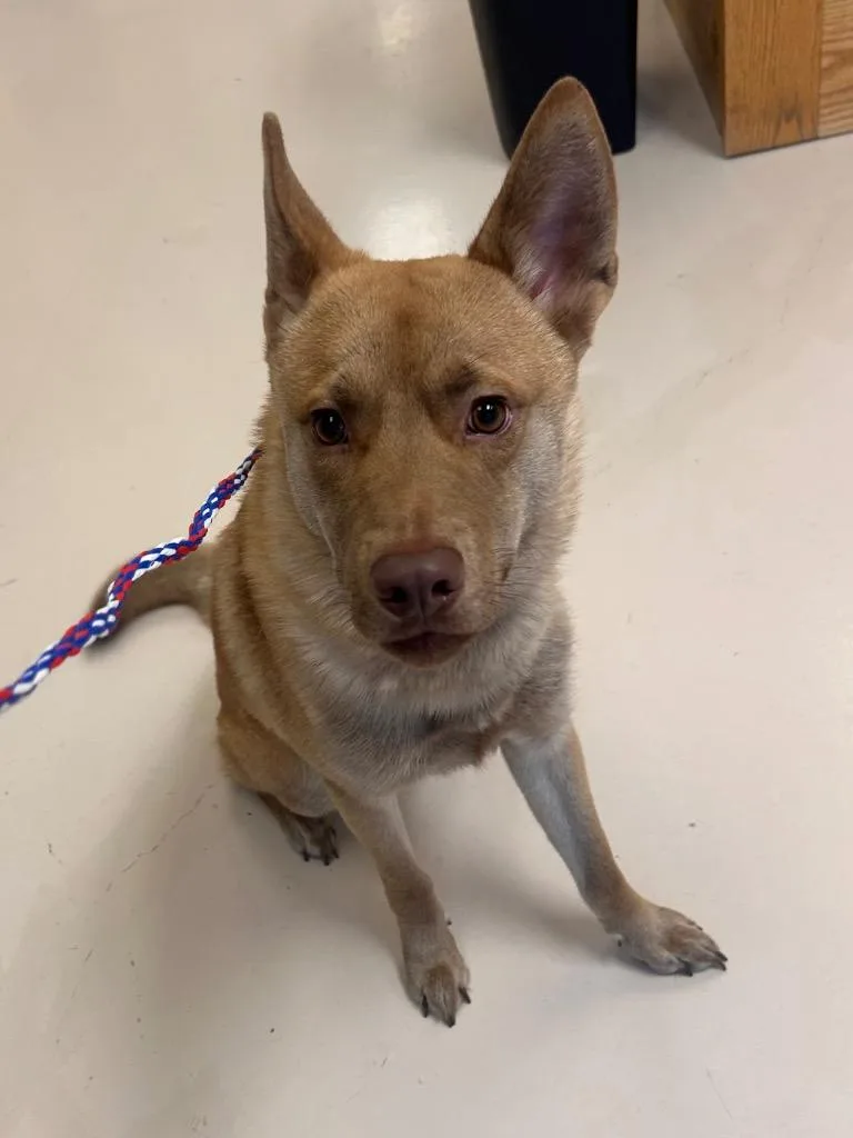 A young medium-sized male Carolina Dog dog named Roman for adoption in Belton, TX