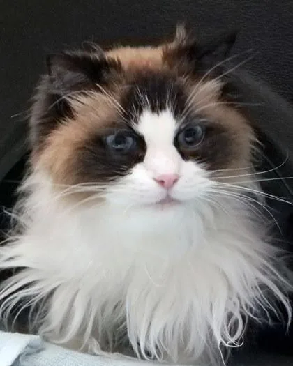 A senior medium-sized female Ragdoll cat named Zoey for adoption in Fishers, IN