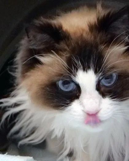 Zoey thumbnail 3