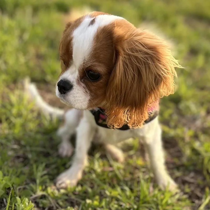 A baby small-sized female Tricolor (Brown, Black, & White) Cavalier King Charles Spaniel dog named Cami for adoption in Orlando, FL