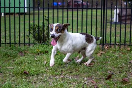 Wallacewallee thumbnail 2