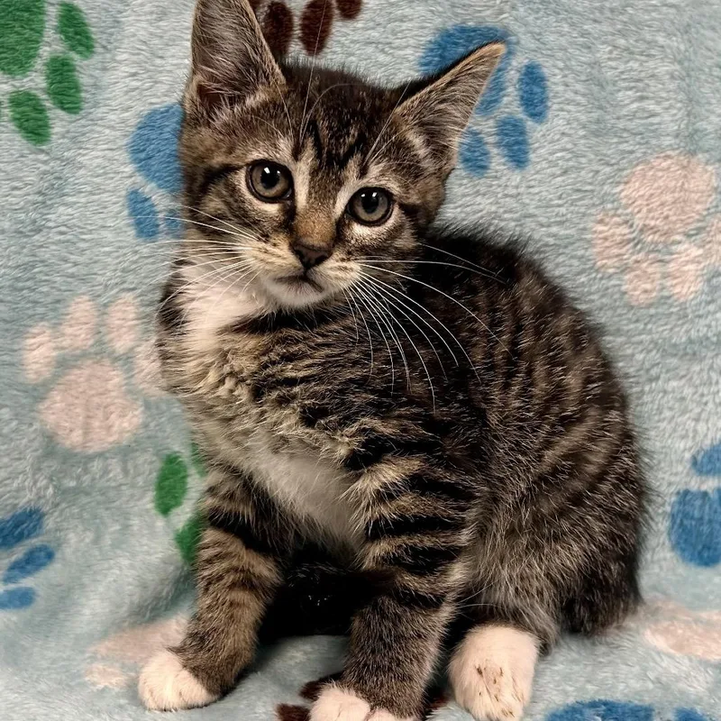 A baby small-sized female Brown / Chocolate Domestic Short Hair cat named Rita Repulsa for adoption in St Joseph, MO