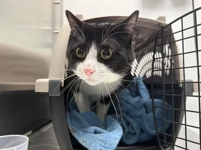 An adult large-sized male Domestic Short Hair cat named Sonic The Hedgehog for adoption in Antioch, CA