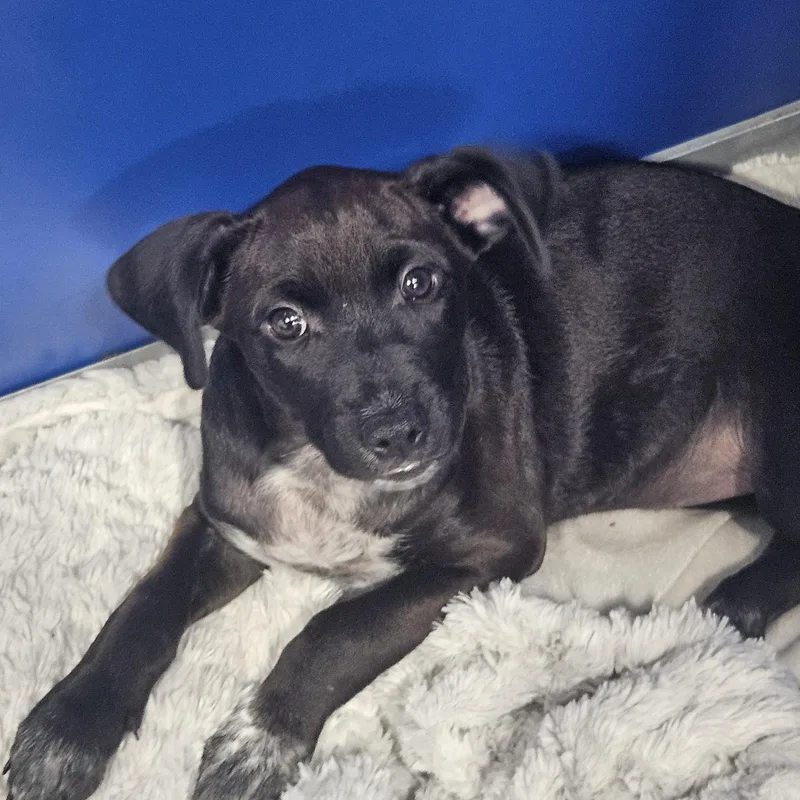 A baby medium-sized female Black Hound dog named Inaya for adoption in Kalamazoo, MI