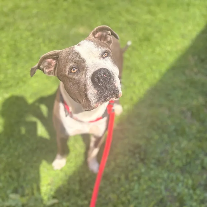 A young large-sized male Gray / Blue / Silver Pit Bull Terrier dog named Three for adoption in Philadelphia, PA