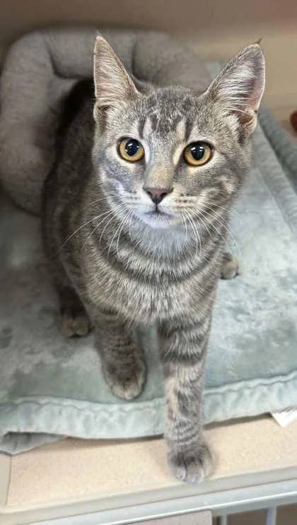 A young small-sized female Domestic Short Hair cat named Sabrina for adoption in Bowling Green, KY