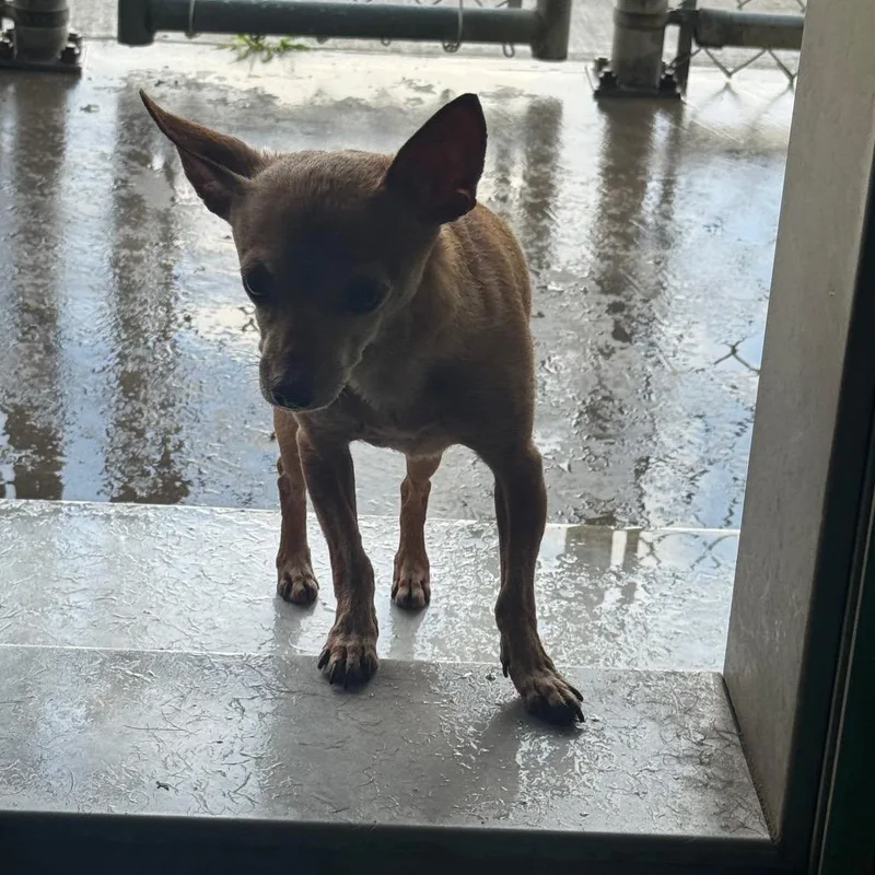 A young small-sized female Yellow / Tan / Blond / Fawn Chihuahua dog named Sproutcs for adoption in Anahuac, TX