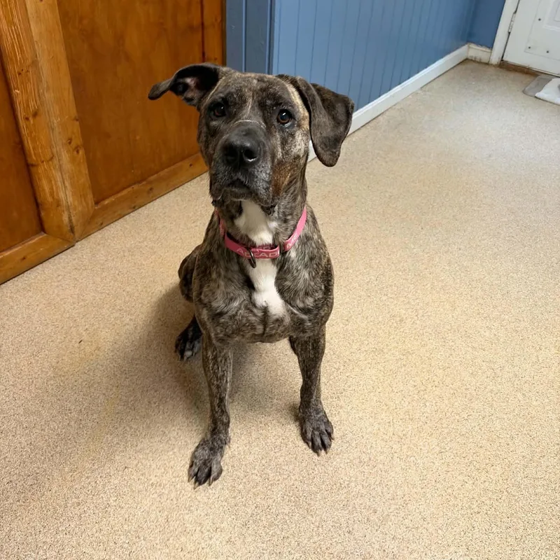 An adult large-sized female Presa Canario dog named Cinnamin for adoption in Sunderland, MD