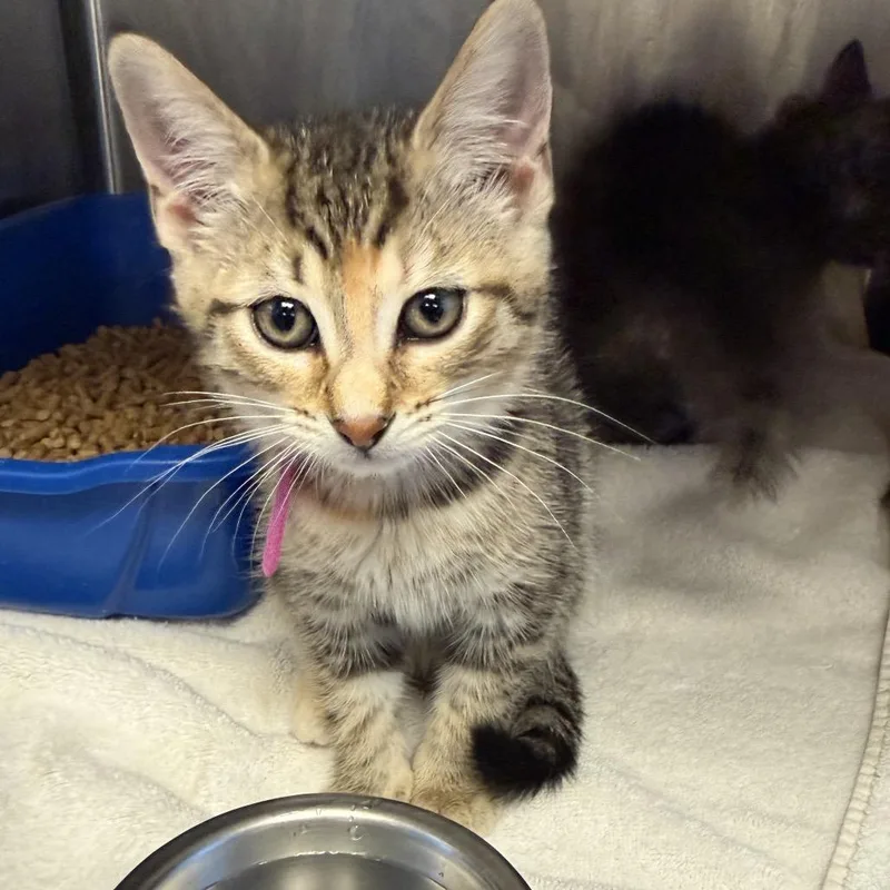 A baby small-sized female Gray / Blue / Silver Domestic Short Hair cat named Reign for adoption in Tuscaloosa, AL