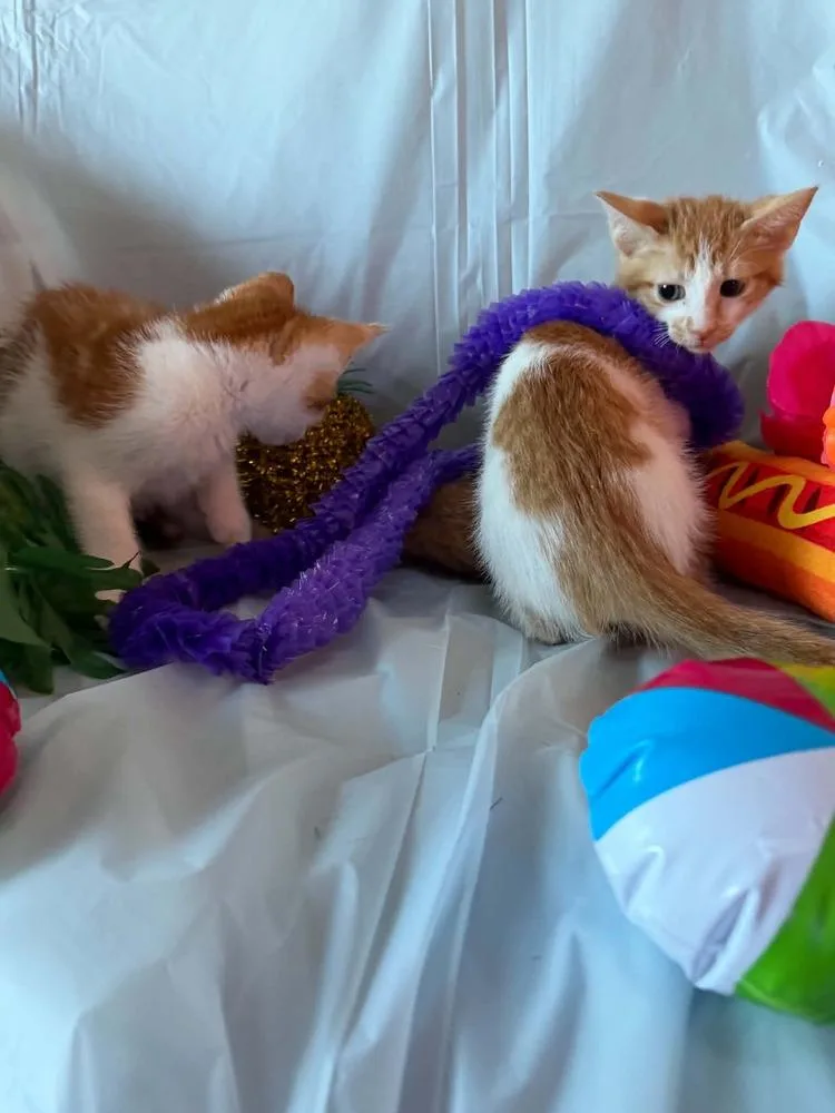 A baby small-sized female Orange & White Tabby cat named Sable for adoption in Deltona, FL