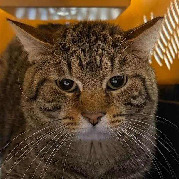 An adult medium-sized male Brown / Chocolate Domestic Short Hair cat named Draco for adoption in Providence, RI