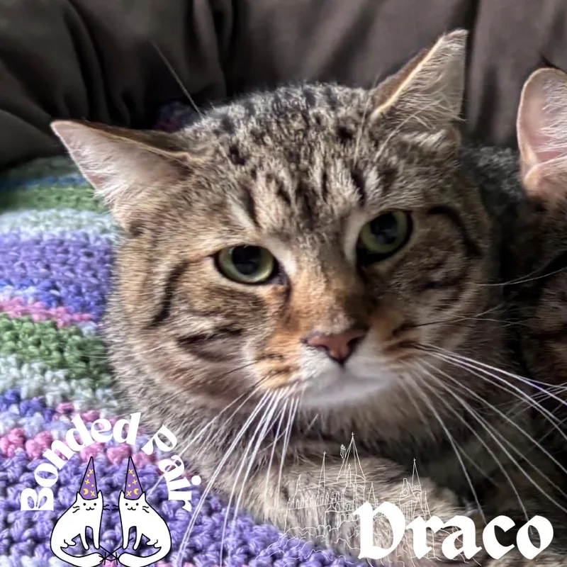 Draco thumbnail 4