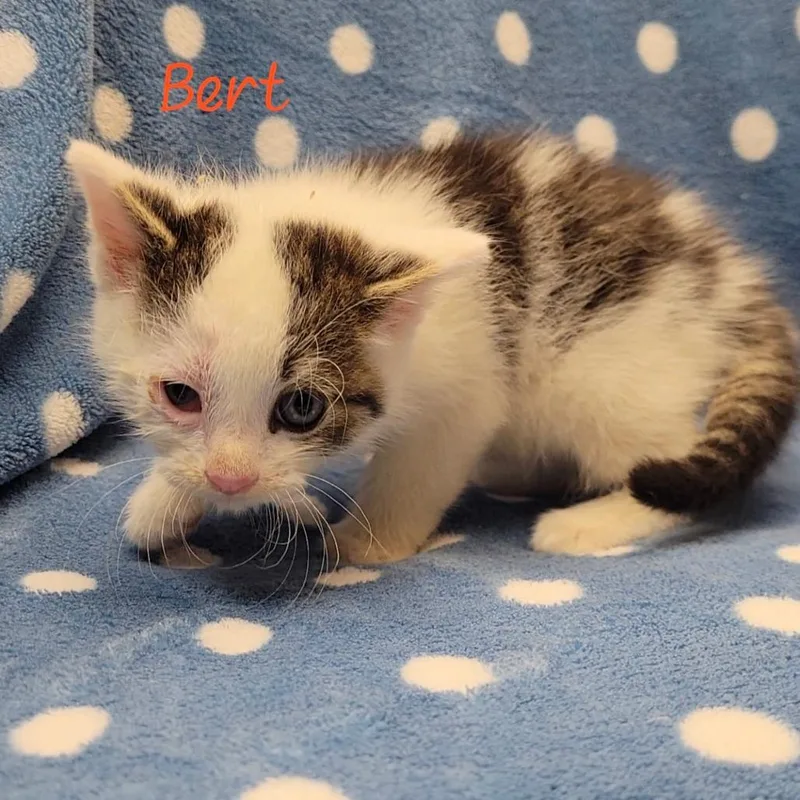 A baby small-sized male Brown / Chocolate Domestic Short Hair cat named Bert for adoption in Parkersburg, WV