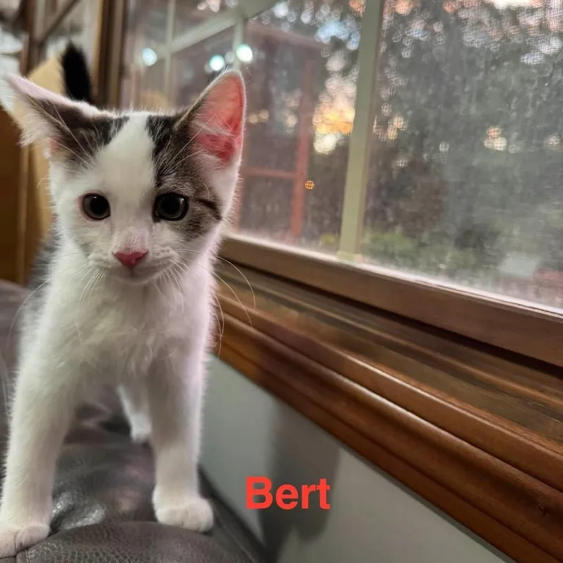 Bert thumbnail 2