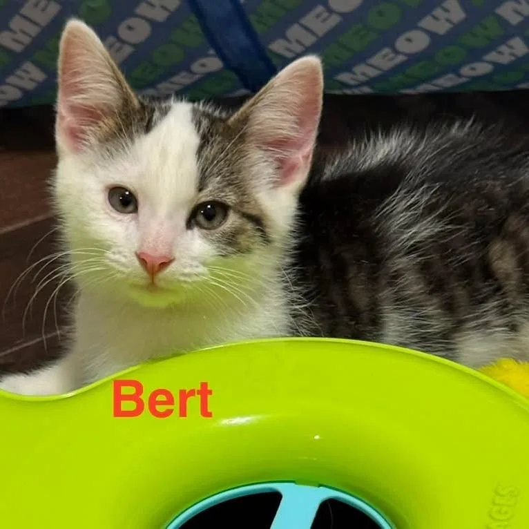 Bert thumbnail 5