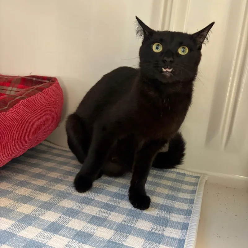 A young small-sized female Black Domestic Short Hair cat named Bubbles for adoption in Greensboro, GA