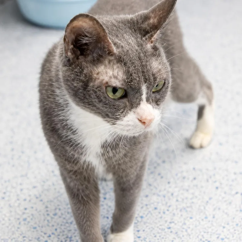 An adult small-sized female Gray & White Domestic Short Hair cat named Sprinkles for adoption in Stafford, VA