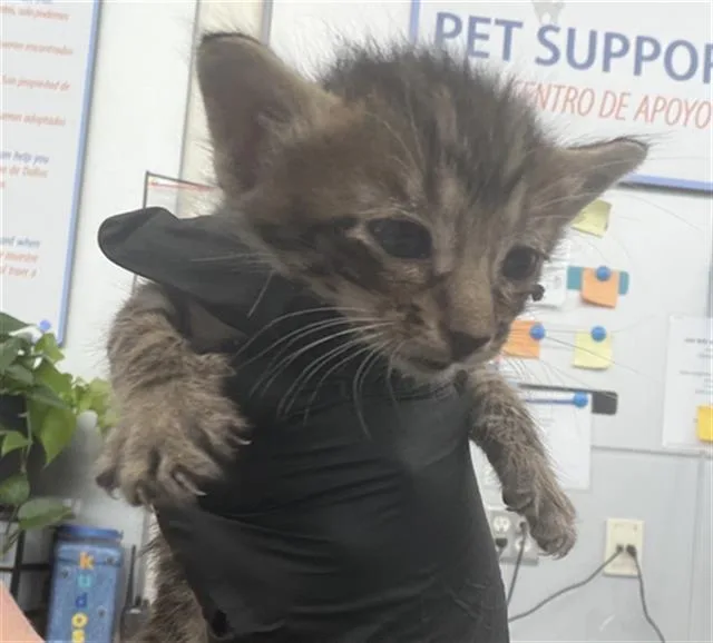 A baby medium-sized male Domestic Short Hair cat named Dorito for adoption in Dallas, TX
