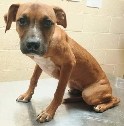 An adult small-sized female Brown / Chocolate Boxer dog named Holly for adoption in Harlingen, TX