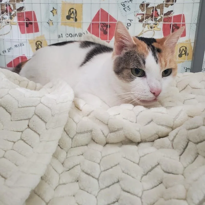 Crown Vic thumbnail 2