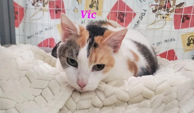 Crown Vic thumbnail 3