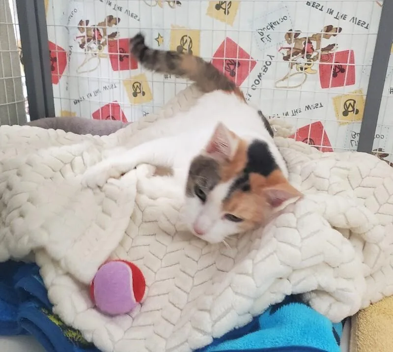 Crown Vic thumbnail 4