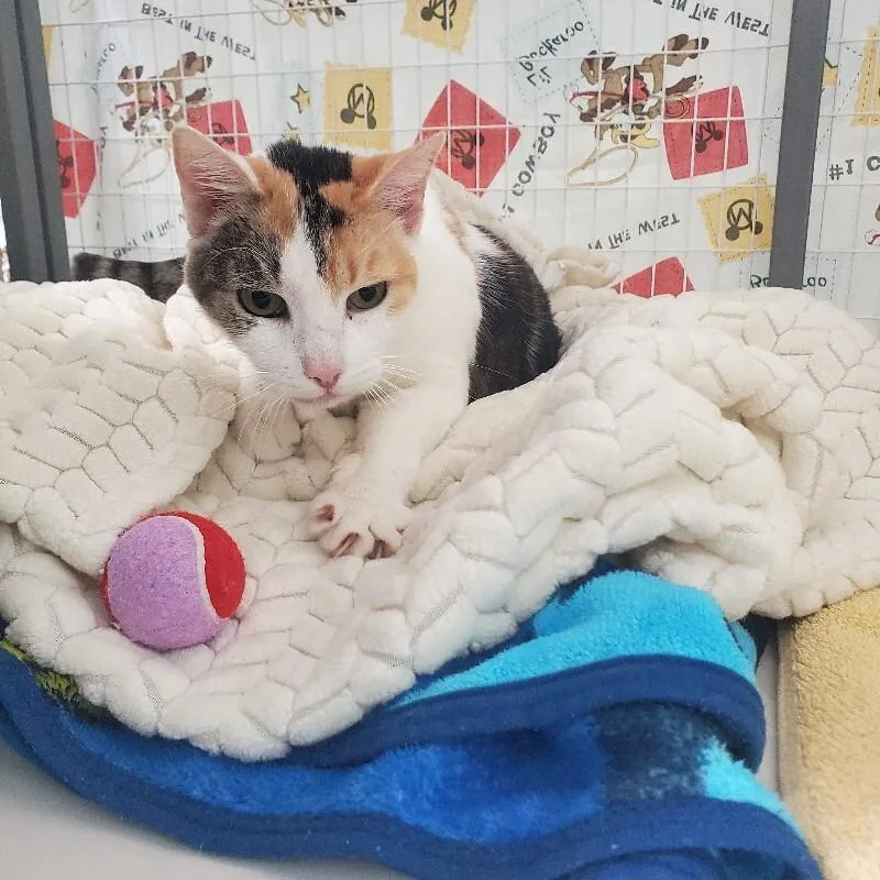 Crown Vic thumbnail 5