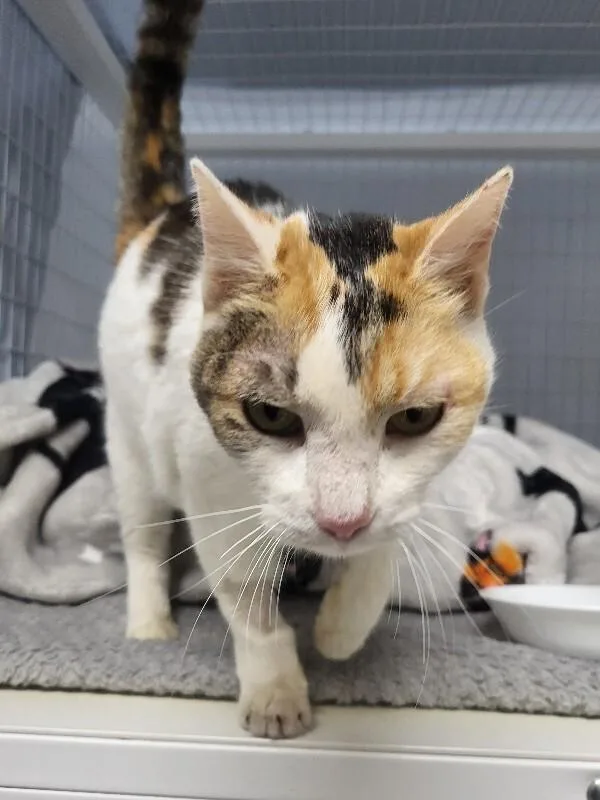 Crown Vic thumbnail 6