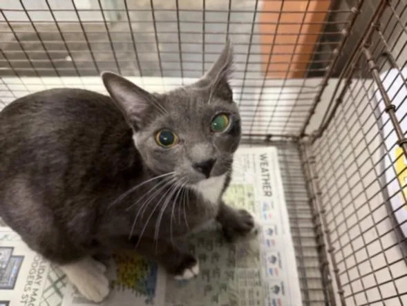 A young medium-sized female Domestic Short Hair cat named Athena for adoption in San Pedro, CA