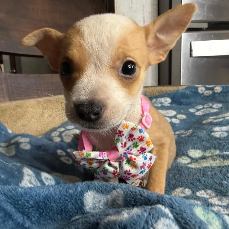 A baby small-sized female Yellow / Tan / Blond / Fawn Rat Terrier dog named Apricot for adoption in Aledo, TX
