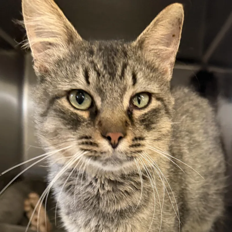 An adult medium-sized male Domestic Short Hair cat named Macchiato for adoption in Mount Pleasant, MI