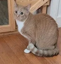 A baby medium-sized female Orange & White Domestic Short Hair cat named Alaina for adoption in Colmar, PA