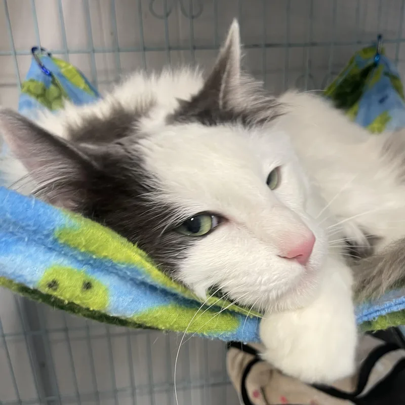 Dumbledore thumbnail 4