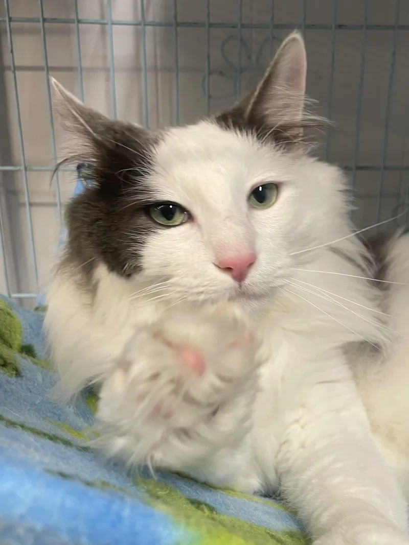 An adult large-sized male Gray & White Domestic Long Hair cat named Dumbledore for adoption in Plano, TX