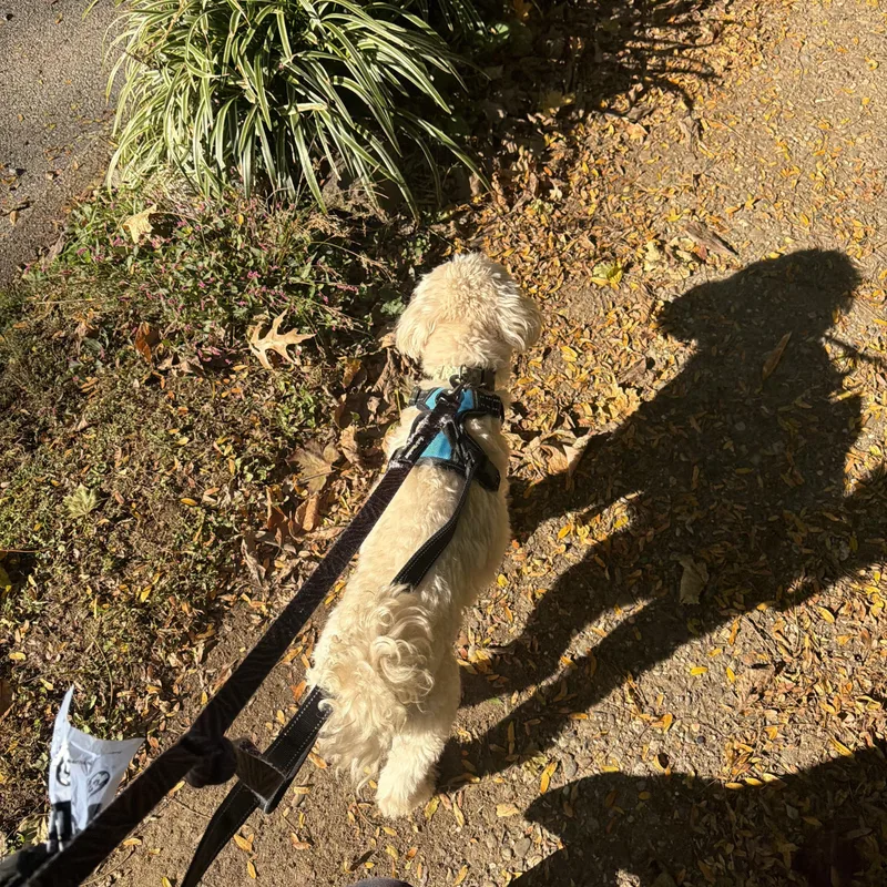 An adult small-sized male Maltese dog named Gucci for adoption in Philadelphia, PA