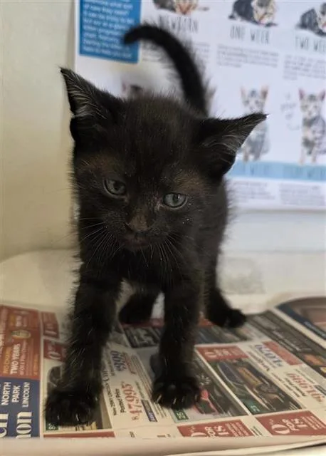 A baby small-sized male Domestic Short Hair cat named Pirate for adoption in San Antonio, TX