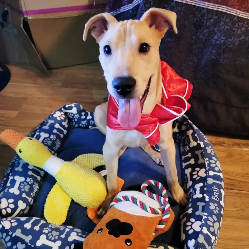 A baby medium-sized male Labrador Retriever dog named Brownie for adoption in PLAINFIELD, CT