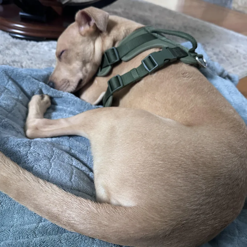 Brownie thumbnail 2