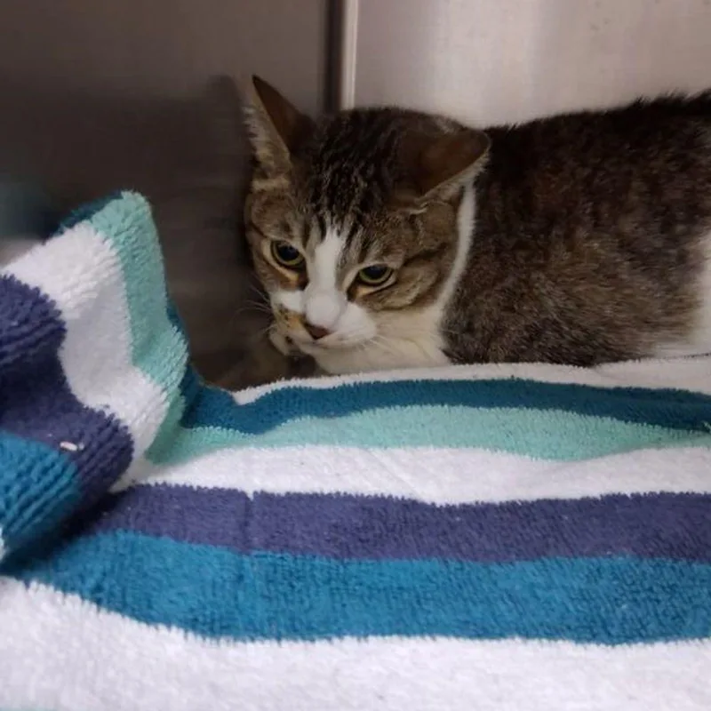 An adult medium-sized female Gray / Blue / Silver Domestic Short Hair cat named Vanessa for adoption in Lake Havasu City, AZ