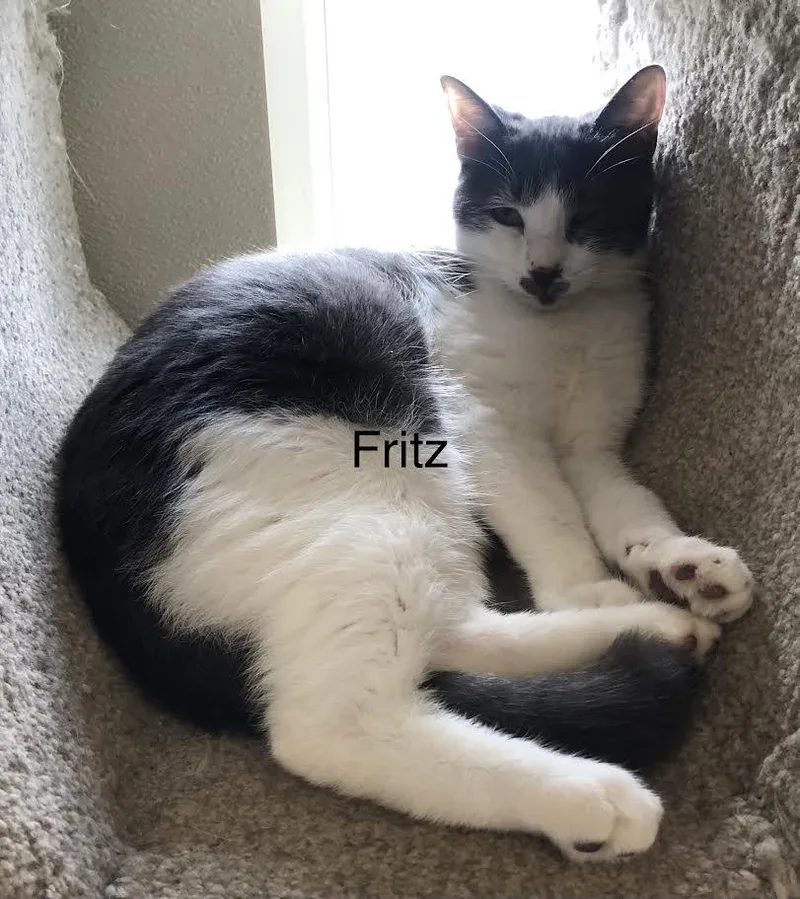 Fritz