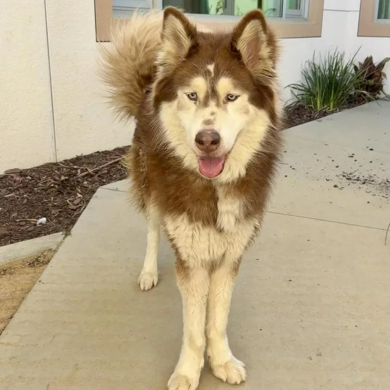 An adult large-sized male Red / Chestnut / Orange Alaskan Malamute dog named Red for adoption in San Jacinto, CA